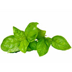 Basil.