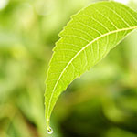 Neem leaf.